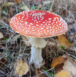 Fly agaric