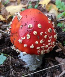 Fly agaric