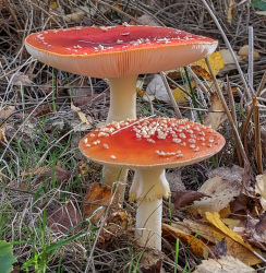 Fly agaric