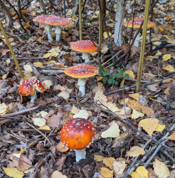 Fly agaric