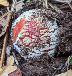 Fly agaric