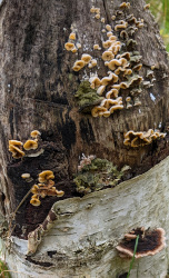 Fungi