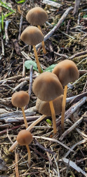 Fungi