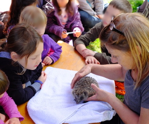 Barn Owls and Hedgehogs