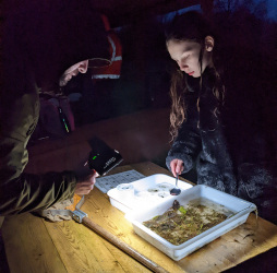 Newts and Pond Dipping (Daws Hall)