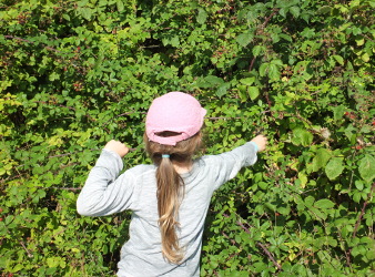 picking blackberries