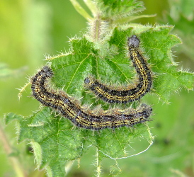 caterpillars