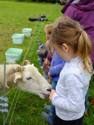 helping feed the sheep