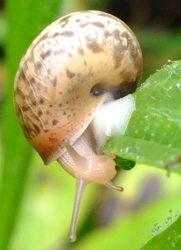 snail