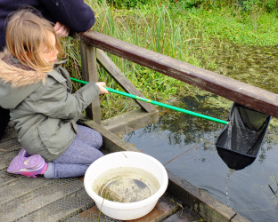 Pond Dipping and Trail (Rye Meads)