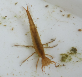 Pond Dipping (Daws Hall)