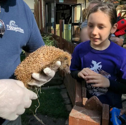 Tiggywinkles Wildlife Hospital