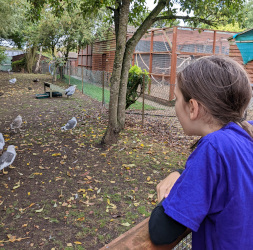 Visiting St Tiggywinkles