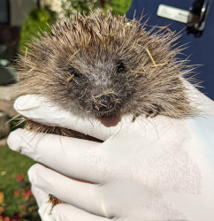 Visiting St Tiggywinkles