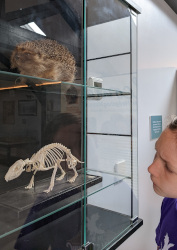 Visiting St Tiggywinkles