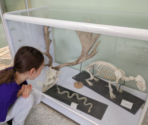 Visiting St Tiggywinkles