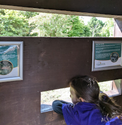 Visiting St Tiggywinkles