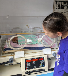 Visiting St Tiggywinkles