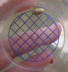 shield bug and ladybird