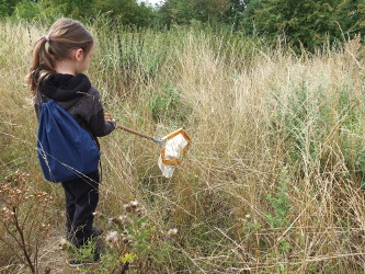 sweeping for insects