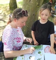 identifying the leaves