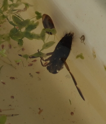 pond dipping close up