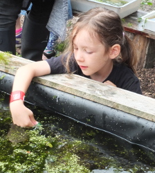 pond dipping