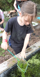 pond dipping