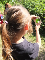 leaf veins in the light