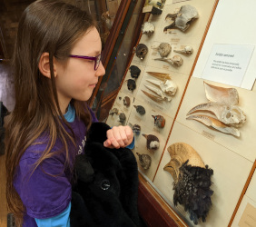 Bird Gallery at the NHM