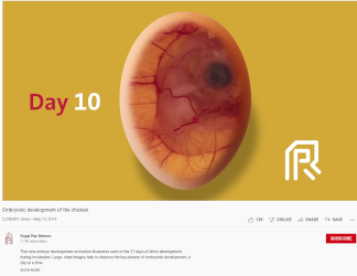 Embryonic development of the chicken