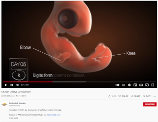 Chick Embryo Development