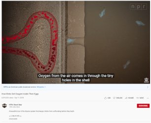 How Birds Get O2 Inside Their Eggs