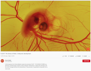 FLIGHT: The Genius of Birds - Embryonic development