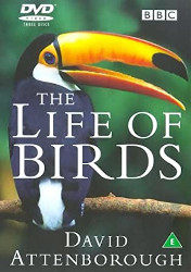 The Life of Birds