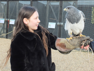 Falconry Day (Herrings Green)
