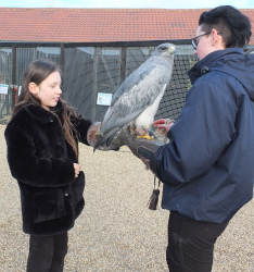 learning about eagles