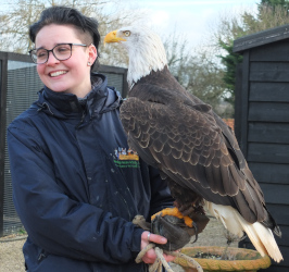learning about eagles