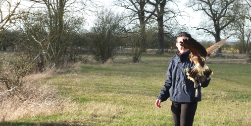 taking a hawk for a walk