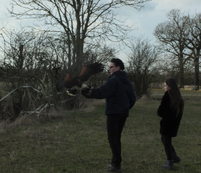 taking a hawk for a walk