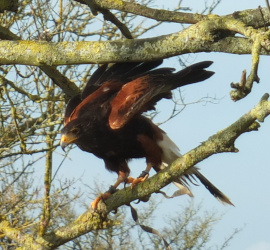 taking a hawk for a walk