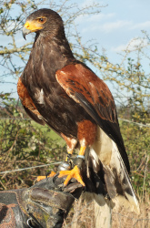 taking a hawk for a walk