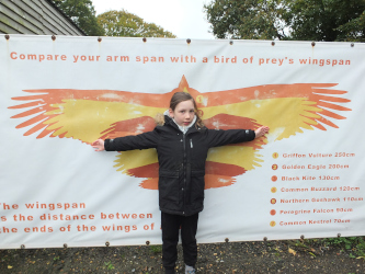 Isle of Wight Falconry Display