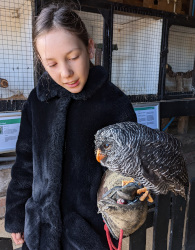 holding a black banded owl
