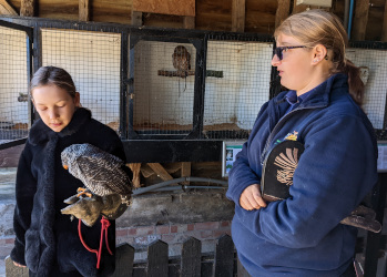 holding a black banded owl