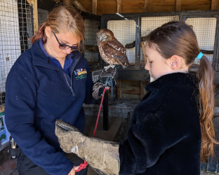 holding a Boobook owl