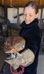 holding a Boobook owl