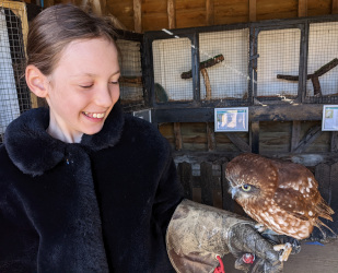 holding a Boobook owl