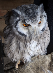 holding a White Faced Scops owl