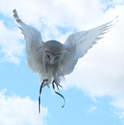 flying demonstration